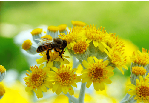 biodiversité actions ISR ESG actifs scpi