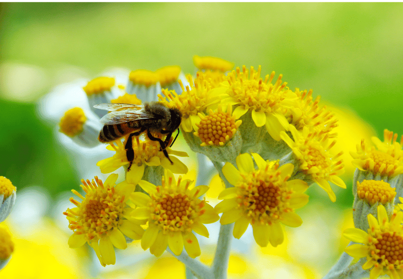biodiversité actions ISR ESG actifs scpi